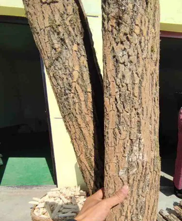 Wild Euonymus bark