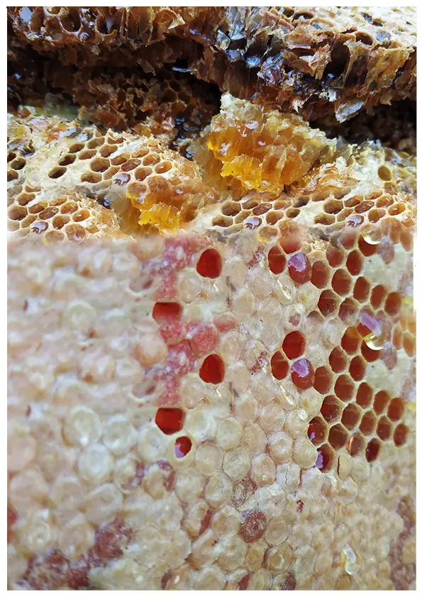comb honey