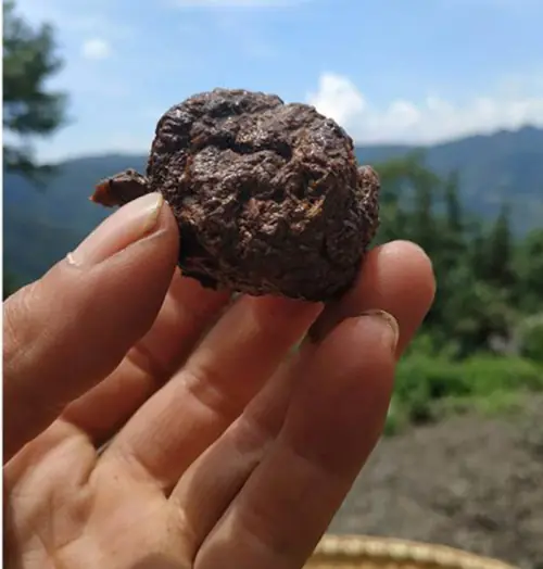 prepared Rehmannia root