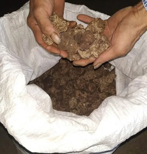 virgin soil