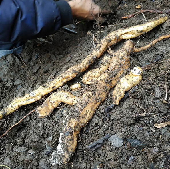 wild yam