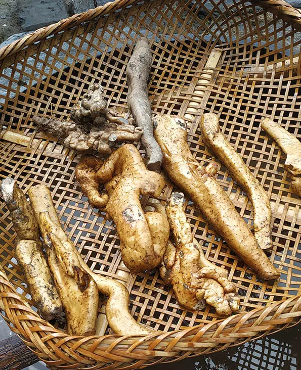 Wild fresh yam