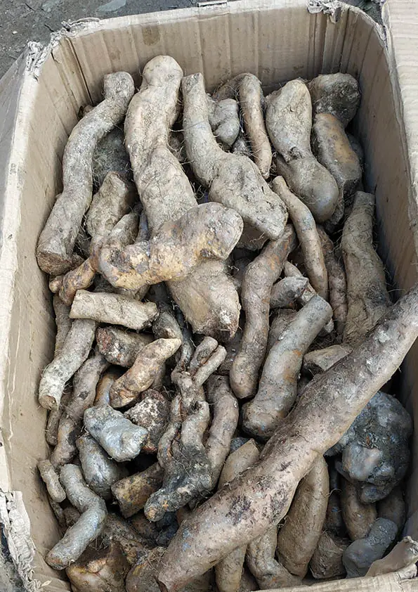 Fresh yam
