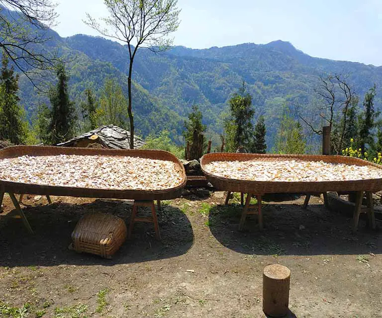sun-dried yam