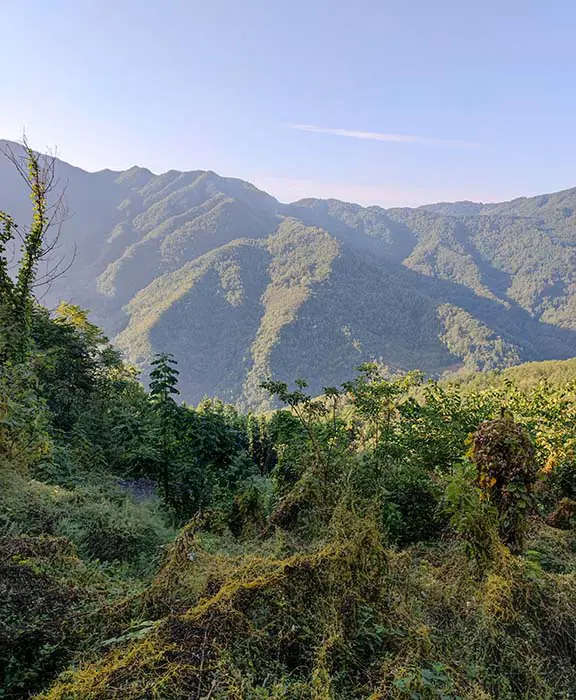 Wild yam growing area