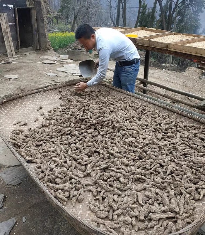 rehmannia root