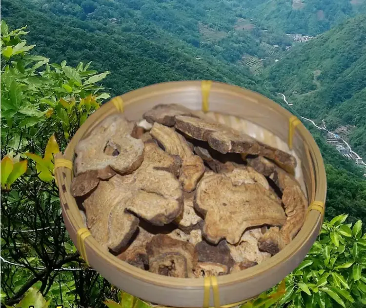 Atractylodes macrocephala tablets
