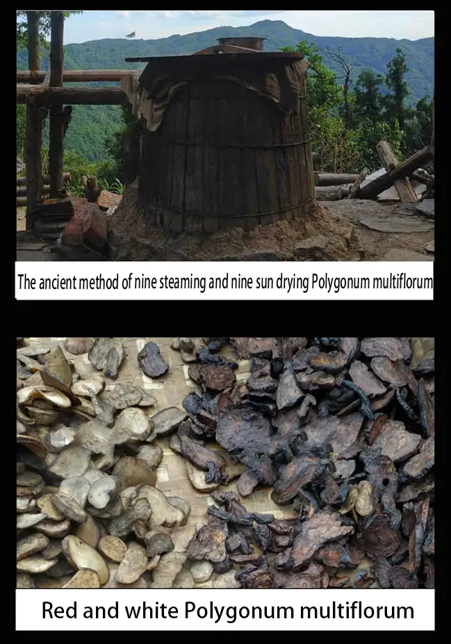 Chinese herbal medicine Polygonum multiflorum 9 steamed 9 sun