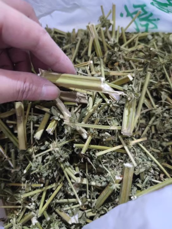 Herba Leonuri