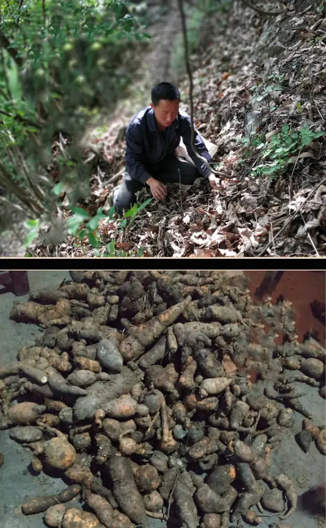 Digging wild Polygonum multiflorum