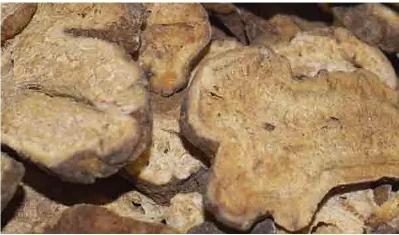 Wild Rhizoma Atractylodis Macrocephalae Tablets