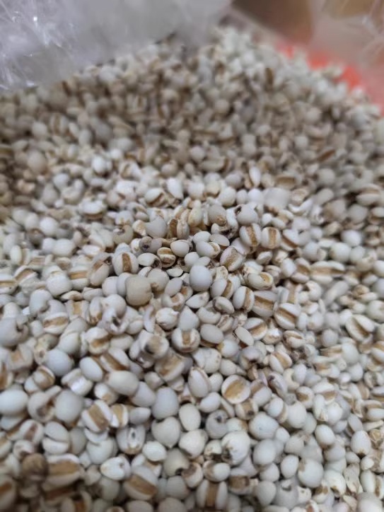 Coix seed