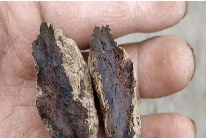 adhesive rehmannia dried root