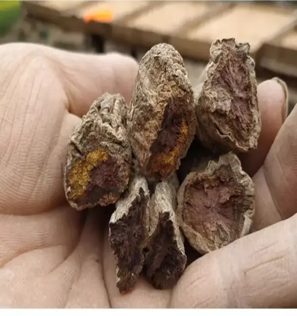 Radix Rehmanniae