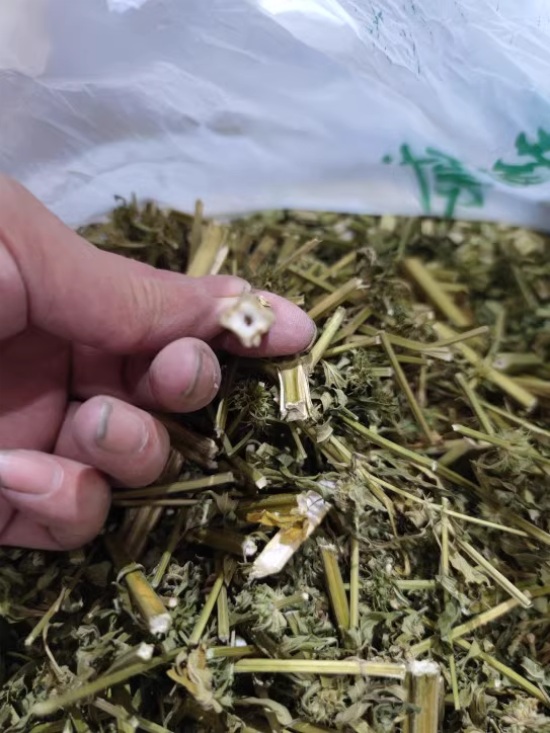 motherwort