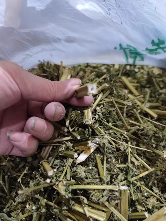 Wild motherwort
