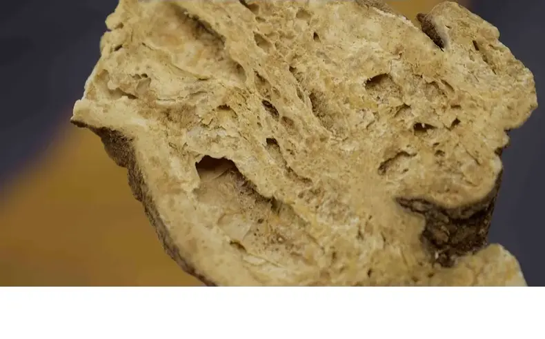Rhizoma Atractylodis Macrocephalae