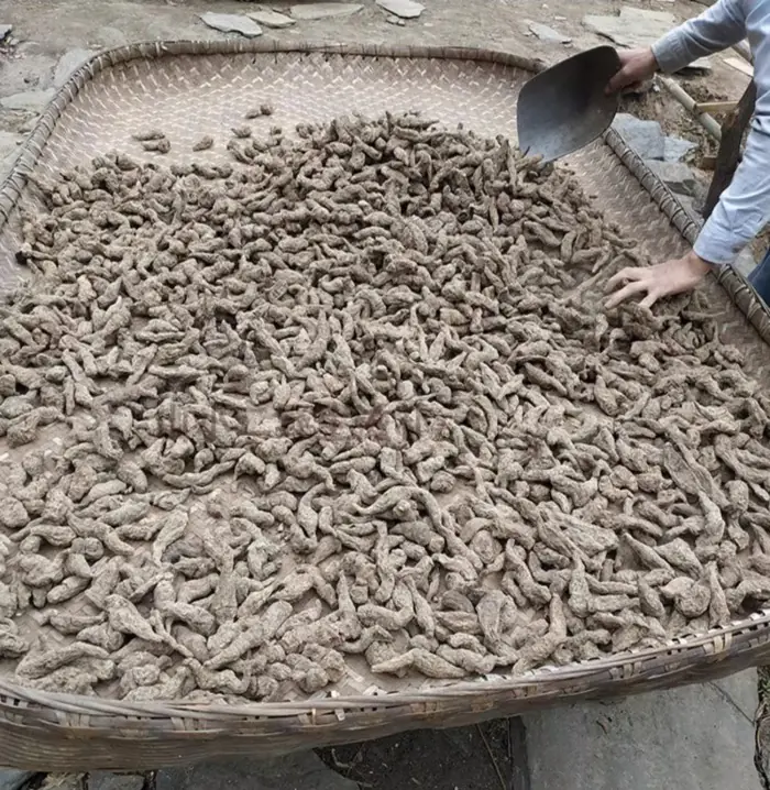 rehmannia root