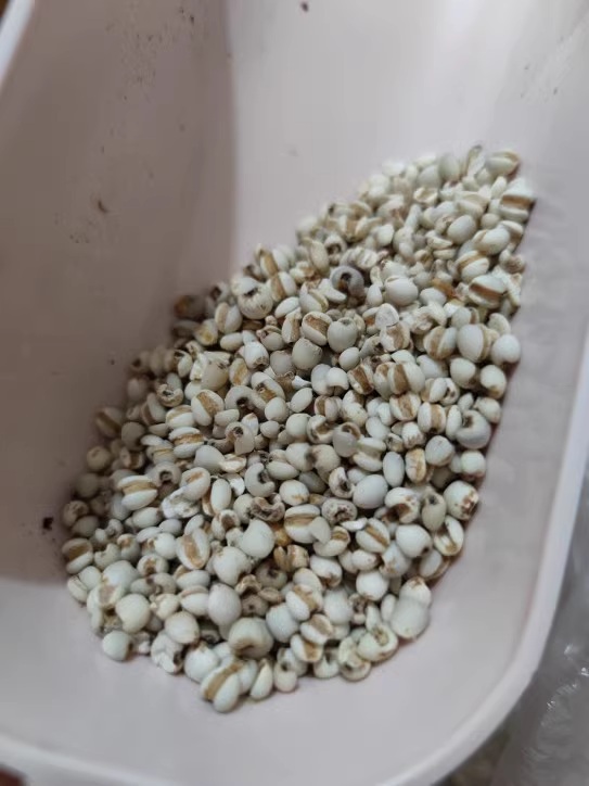 glutinous rice