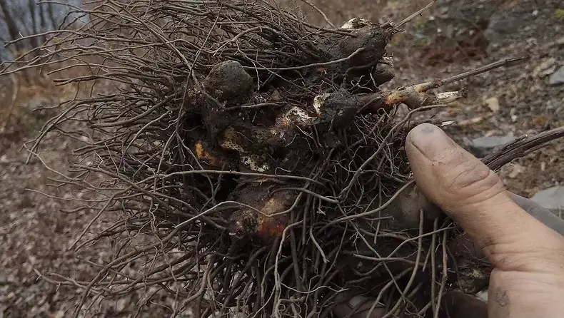 White atractylodes rhizome picture