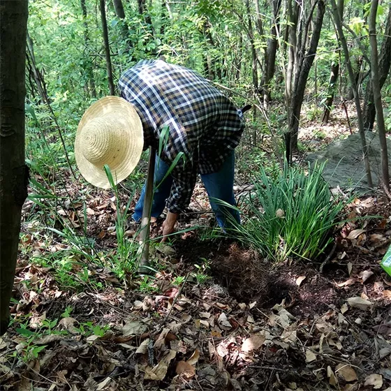 Digging Ophiophora root