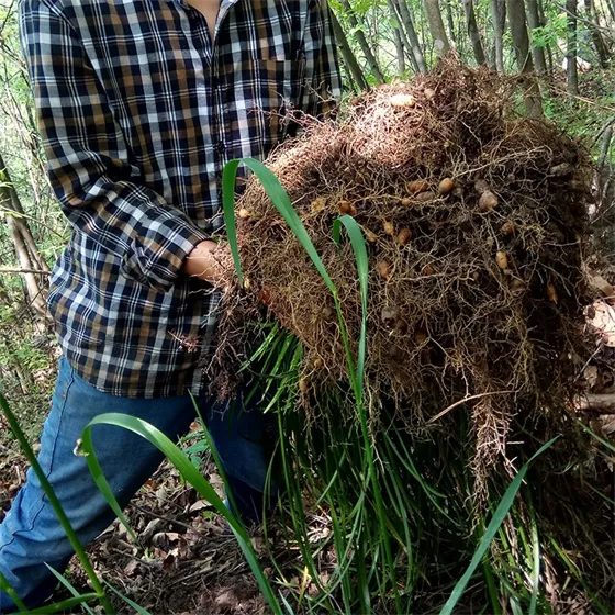 maimendong decoction