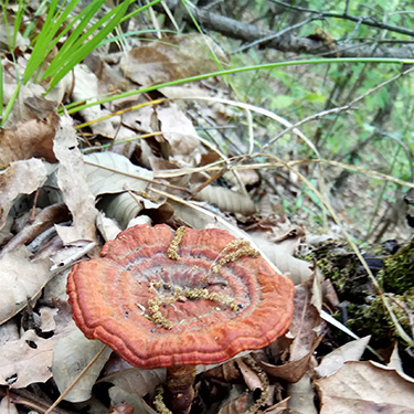 purple Ganoderma lucidum