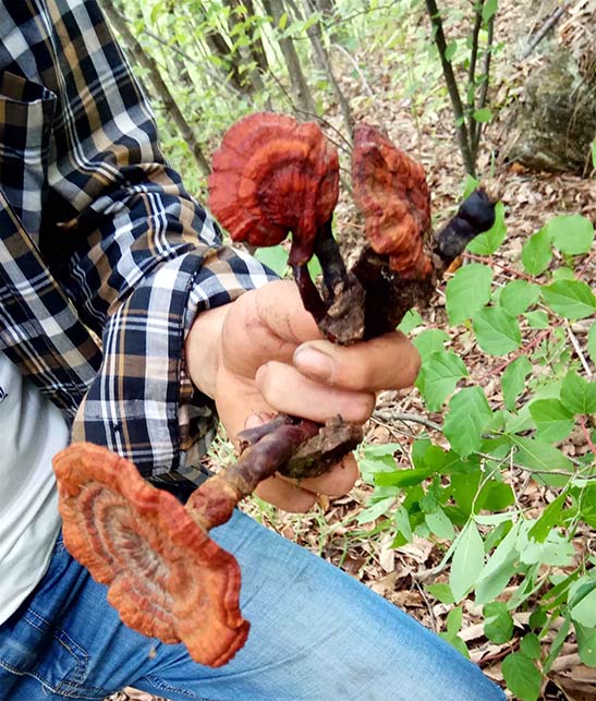 Ganoderma lucidum