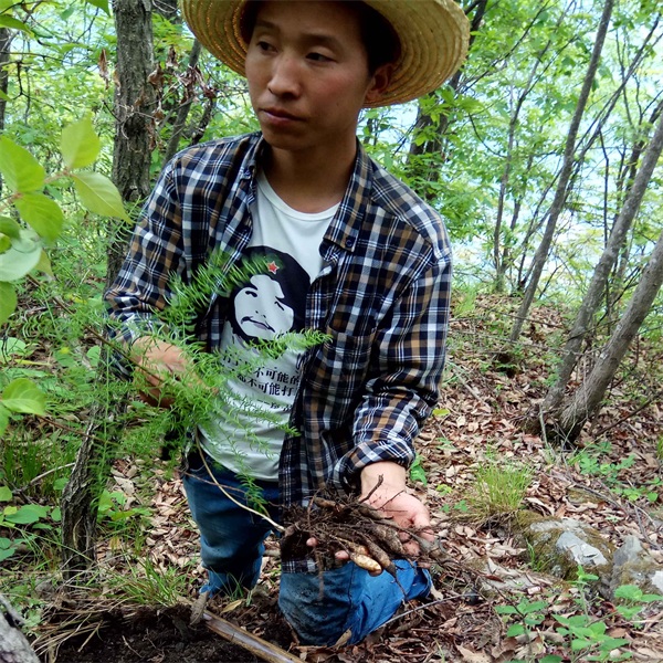 wild asparagus