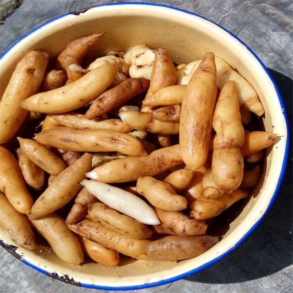 Asparagus tuberosus