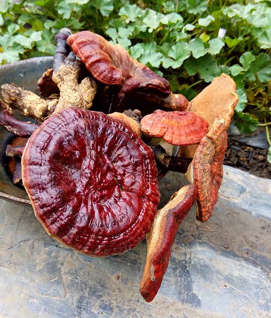 ganoderma lucidum