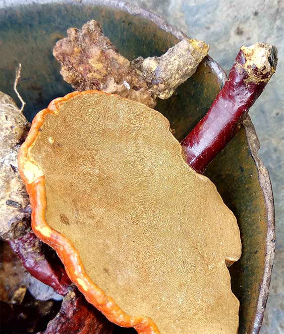 Ganoderma lucidum map