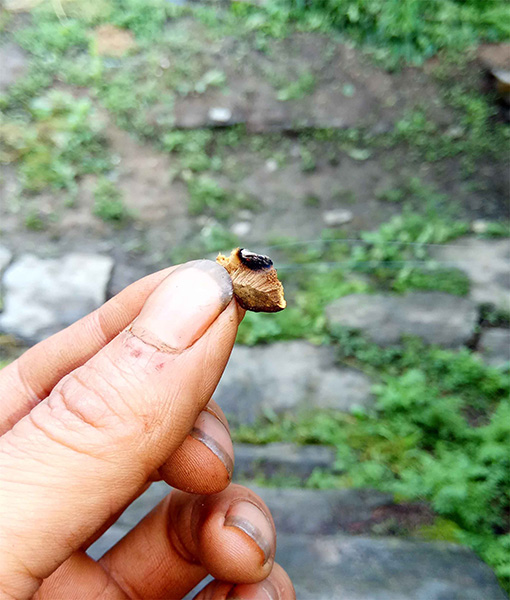  lingzhi