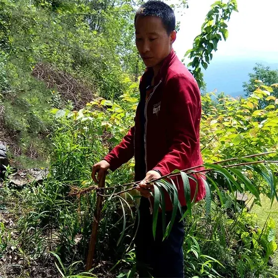 Bupleurum chinense