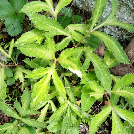 Angelica sinensis