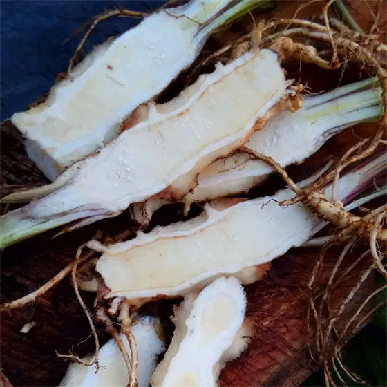 Chinese angelica picture