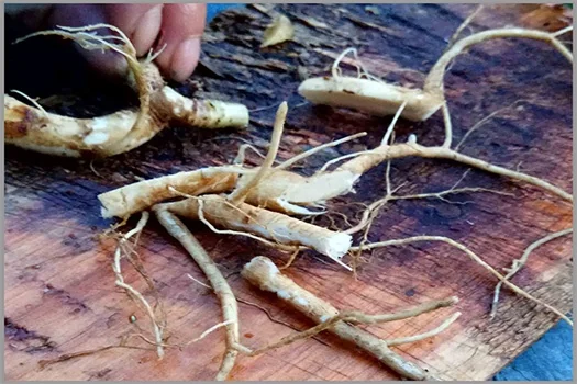 radix bupleuri