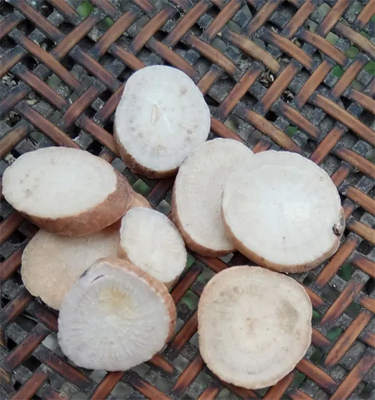 parched white peony root