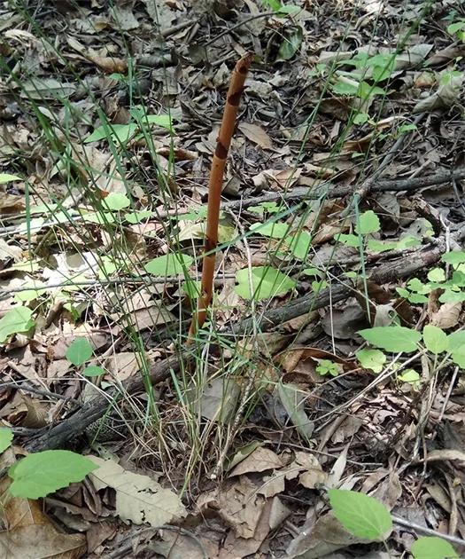 Wild Gastrodia elata Wild Gastrodia elata