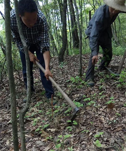 Picking and excavating wild gastrodia elata Picking and excavating wild gastrodia elata