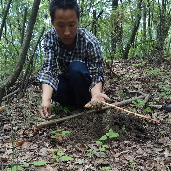 Gastrodia elata Gastrodia elata