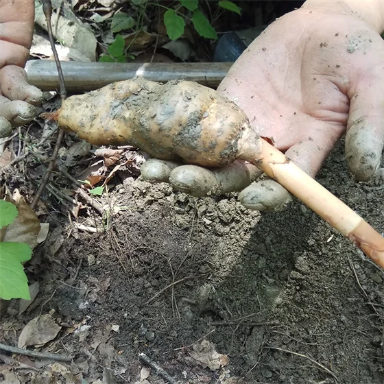 live gastrodia elata Gastrodia elata
