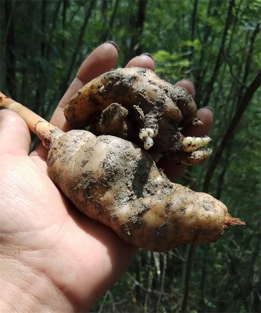 Fresh Gastrodia elata Tianmazi