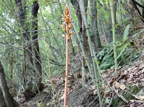 Gastrodia Elata Gastrodia Elata