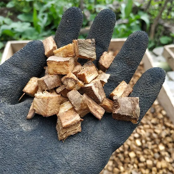 kudzu vine root