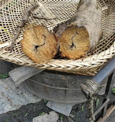 Kudzuvine root picture