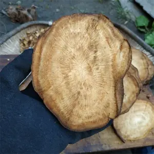kudzu vine root