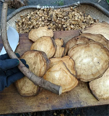 Kudzuvine root picture