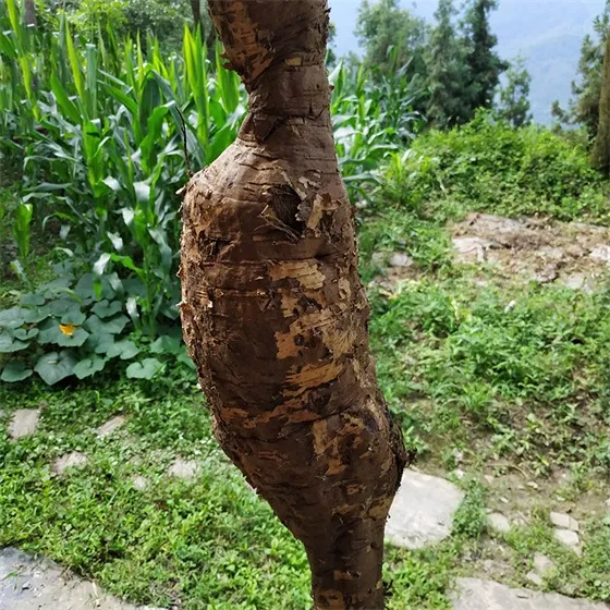 Kudzuvine root picture