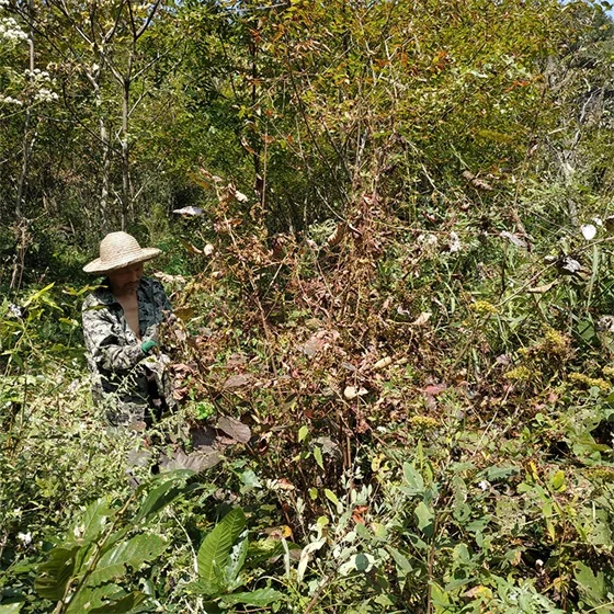 the seed of Chinese dodder